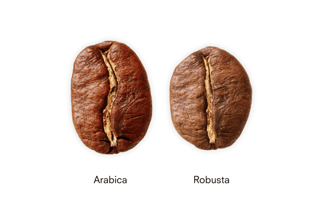 Robusta Renaissance