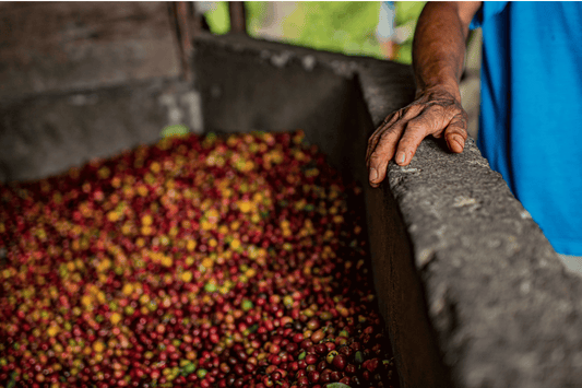 Coffee Processing Explained