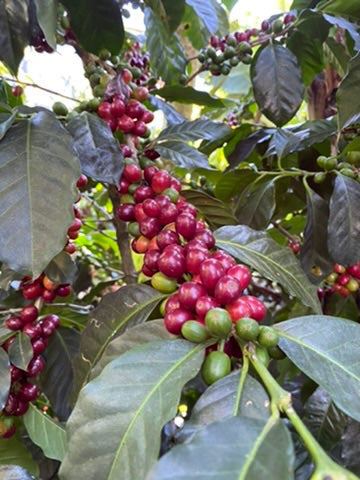 Cafes Muda Bella Vista Guatemala Specialty Coffee Cherries