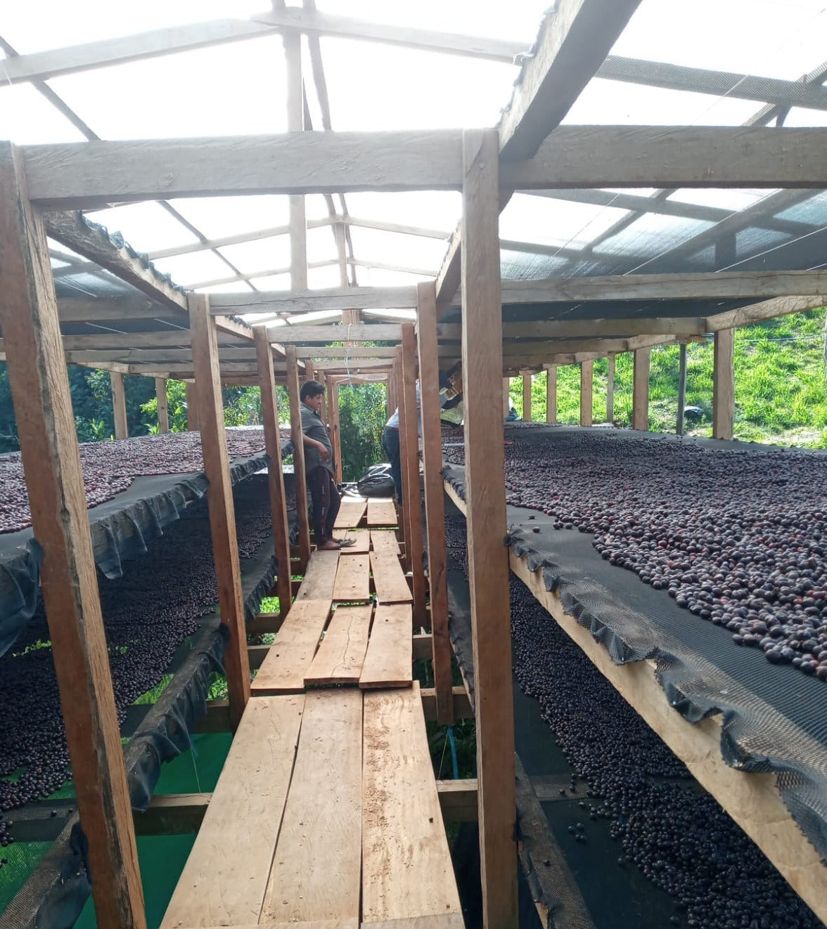 Cafes Muda - La Lucuma Washed Peru Filter Coffee Farm