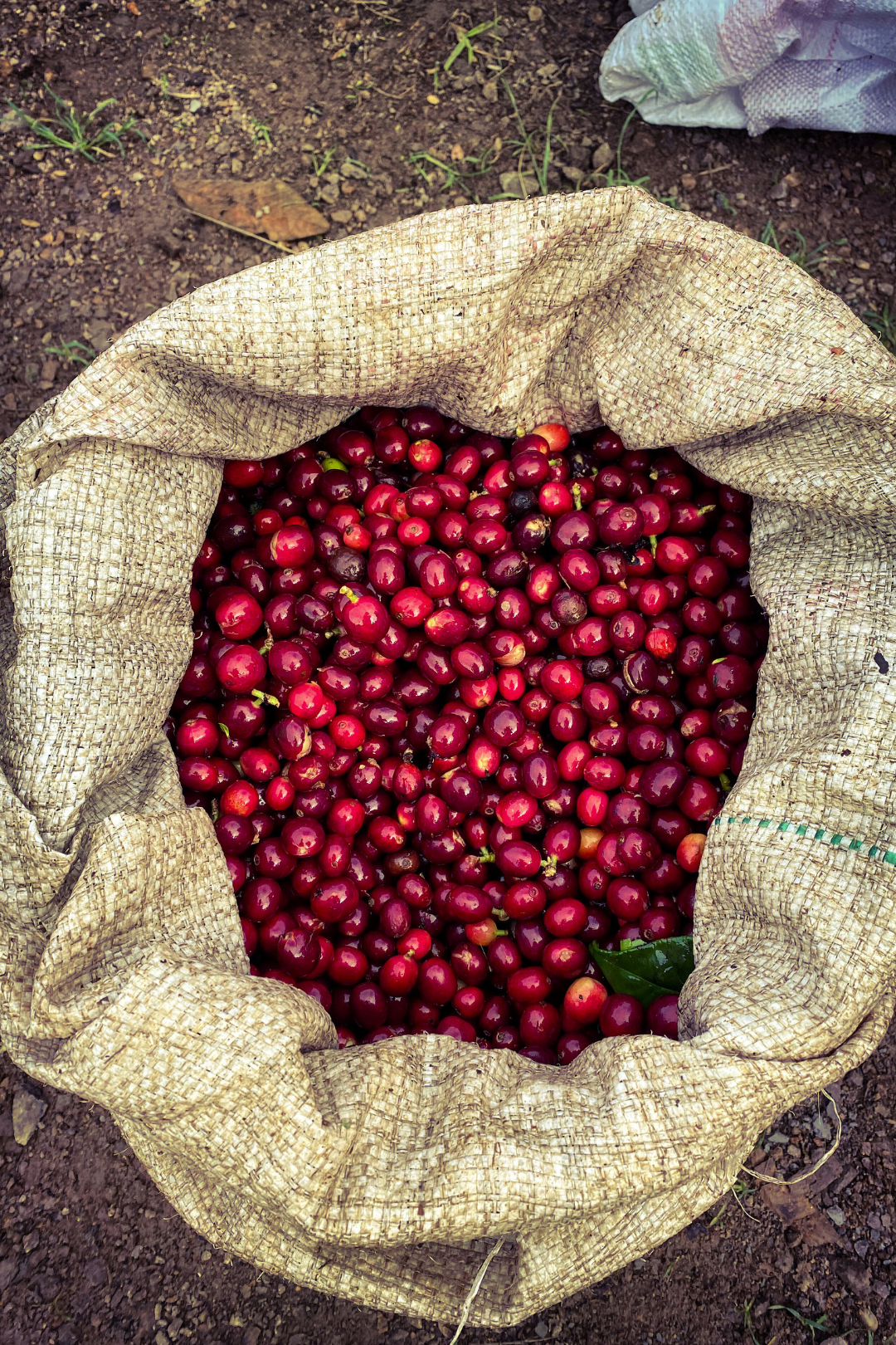 Gust Coffee Roasters - Oscar Hernandez Colombia Specialty Coffee