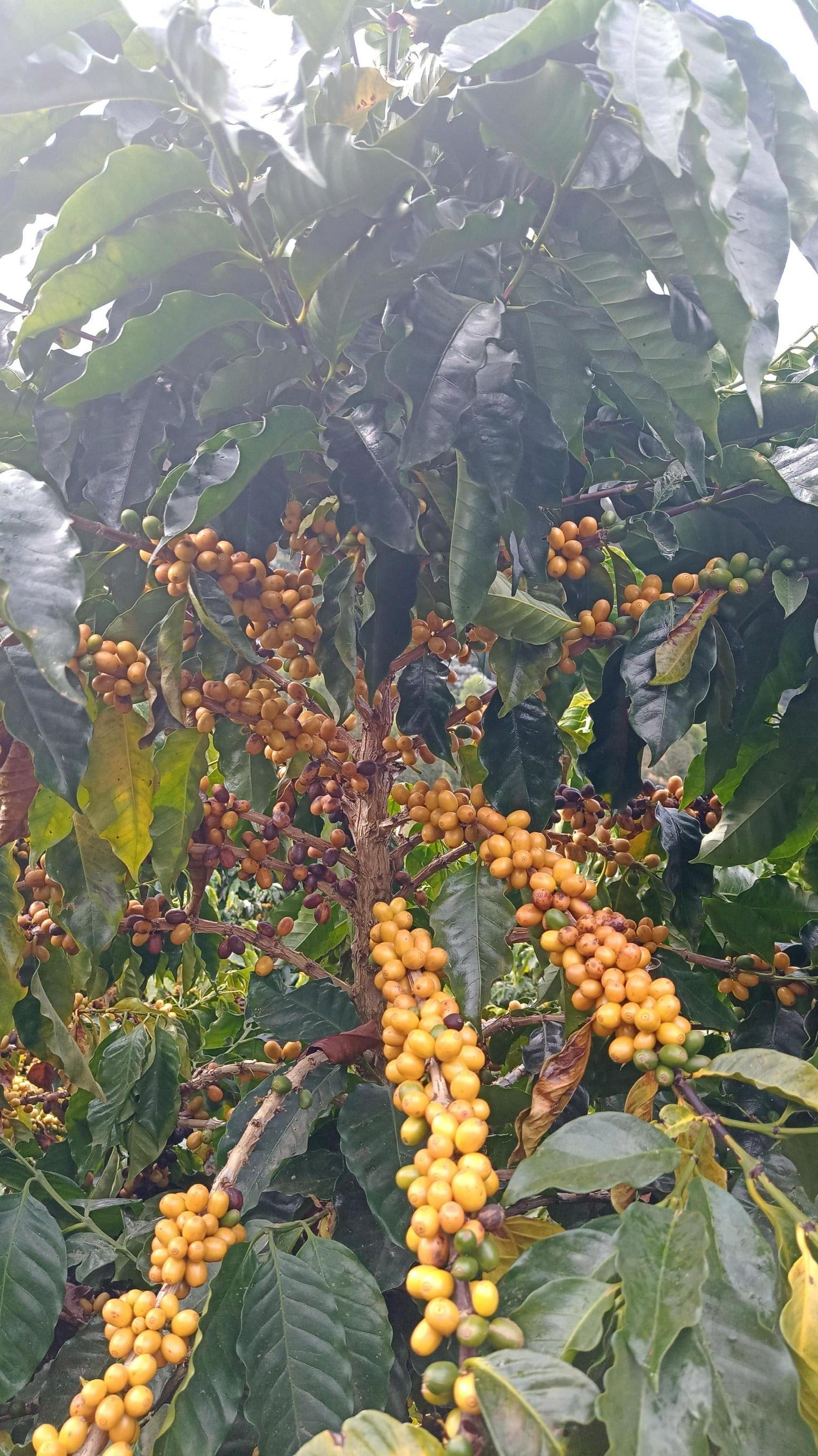 Cafes Muda - Sitio Cordilheiras Arara Variety Brazilian Coffee Tree