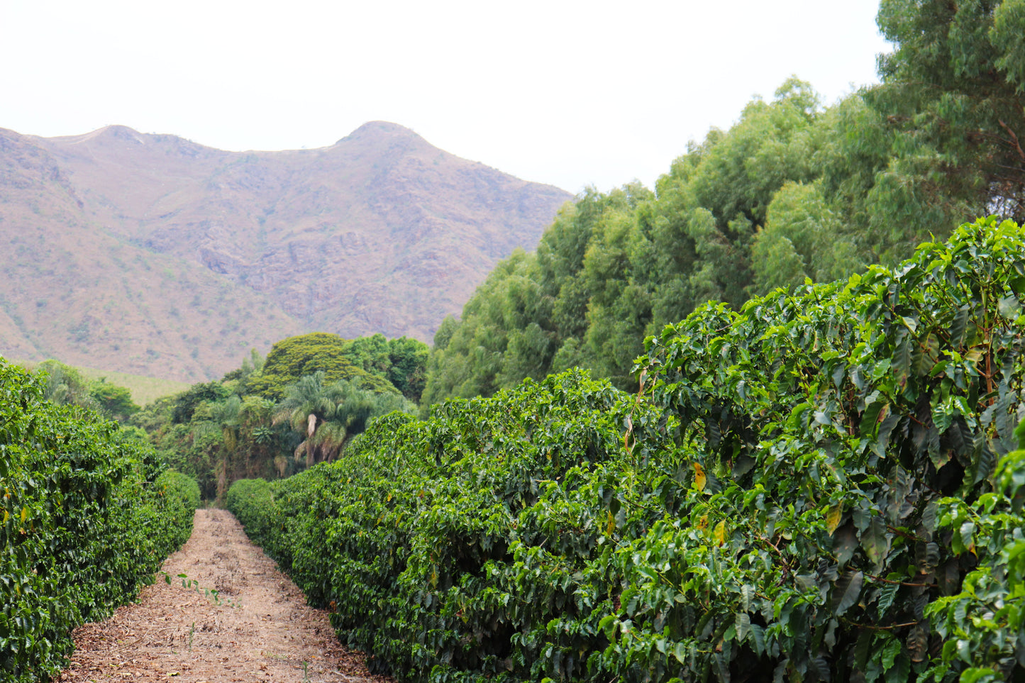 KB Coffee Roasters - Fazenda Monjolo Espresso Coffee Brazil Farm