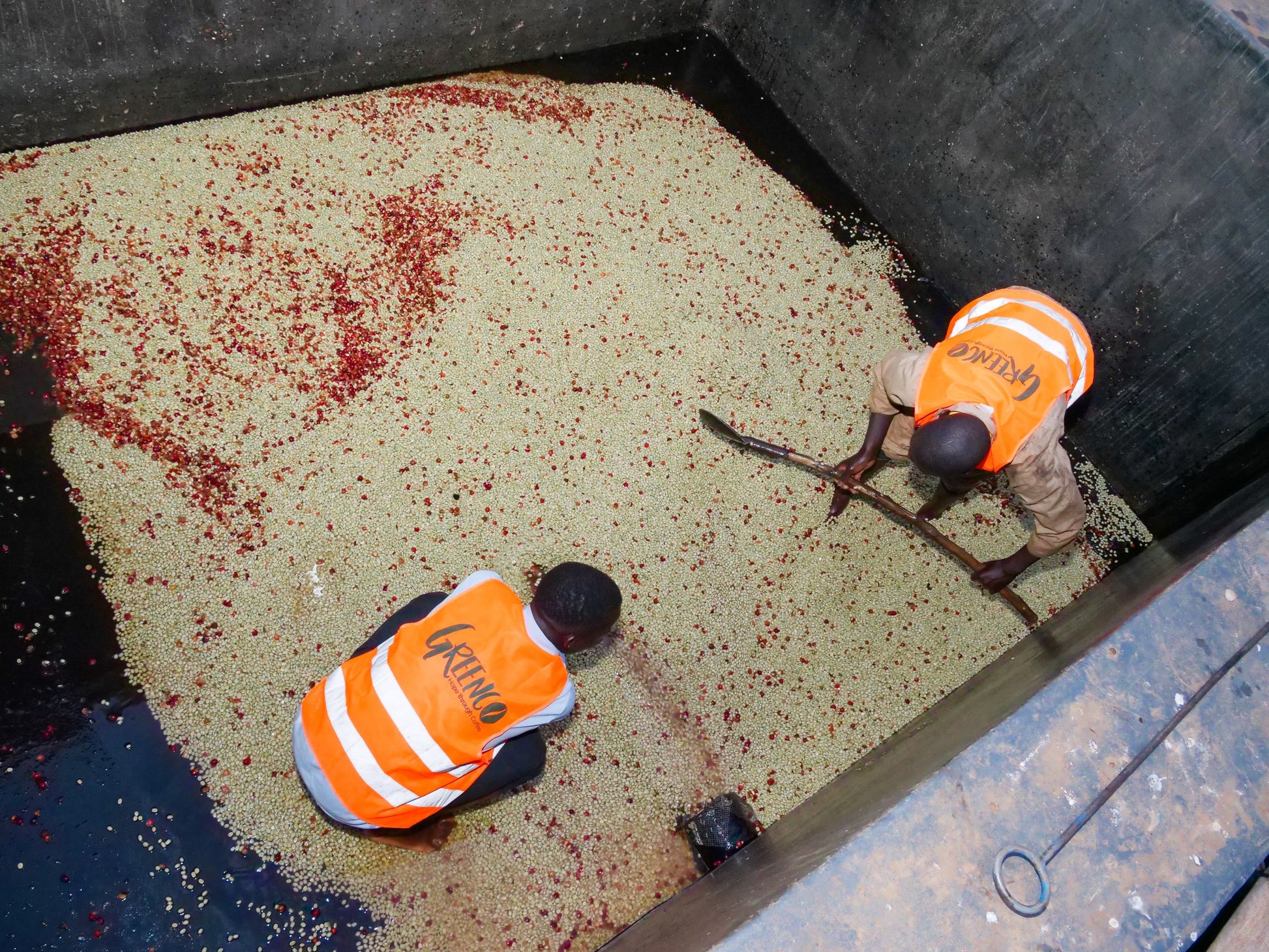 KB Coffee Roasters - Kibingo Oro Burundi Filter Coffee Fermentation