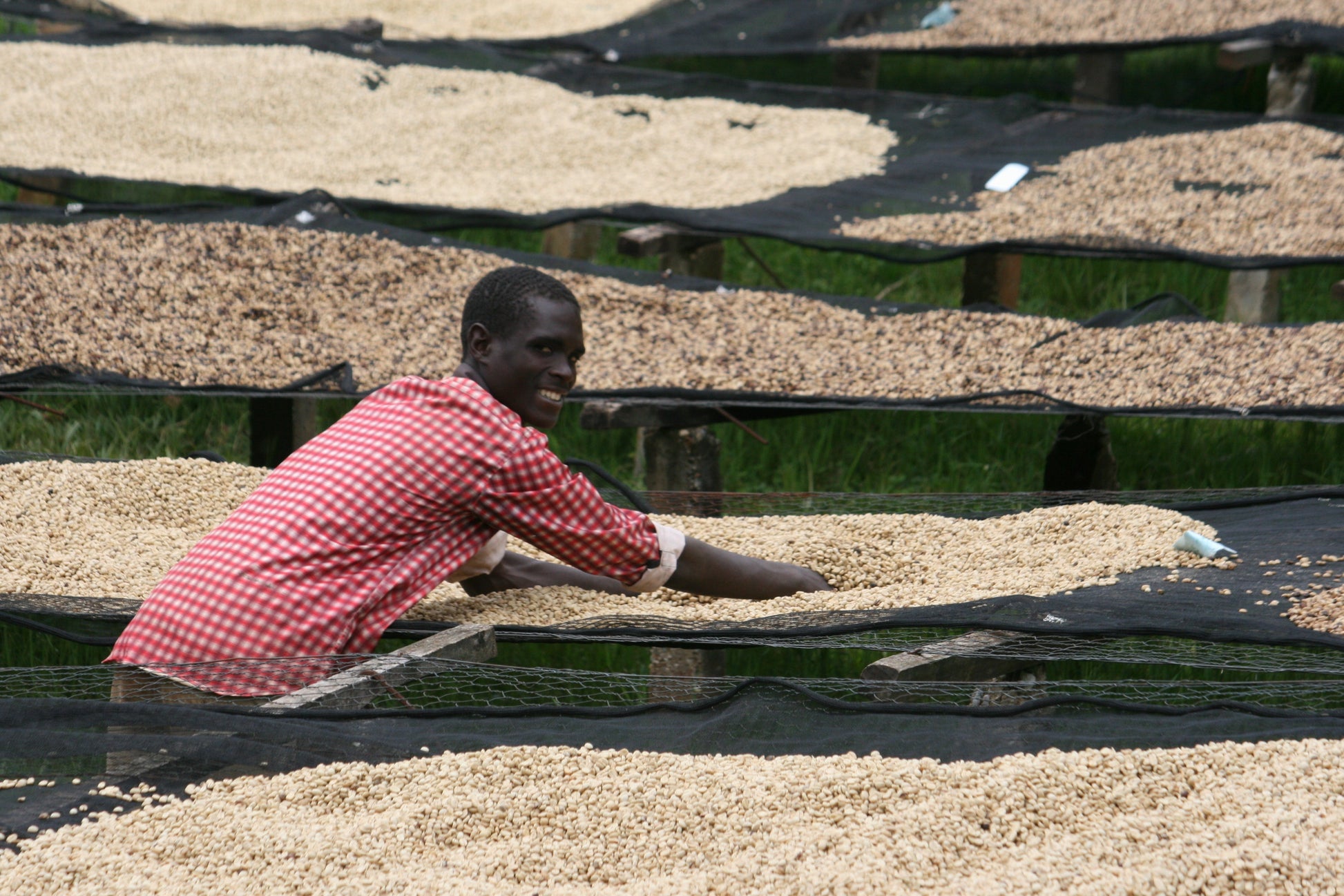 KB Coffee Roasters - Kibingo Oro Burundi Filter Coffee Drying