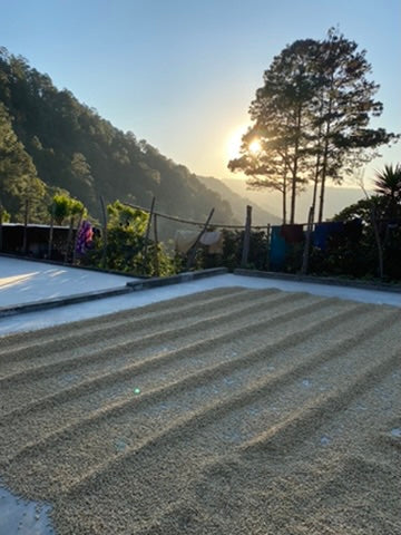 Cafes Muda Bella Vista Guatemala Specialty Coffee Farm