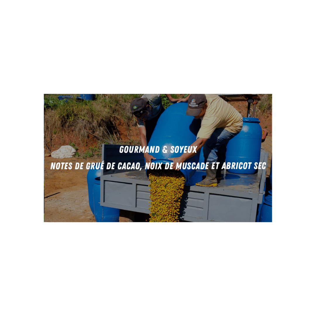 Cafe Mokxa - Alvaro Brazil Specialty Coffee Flavour Notes