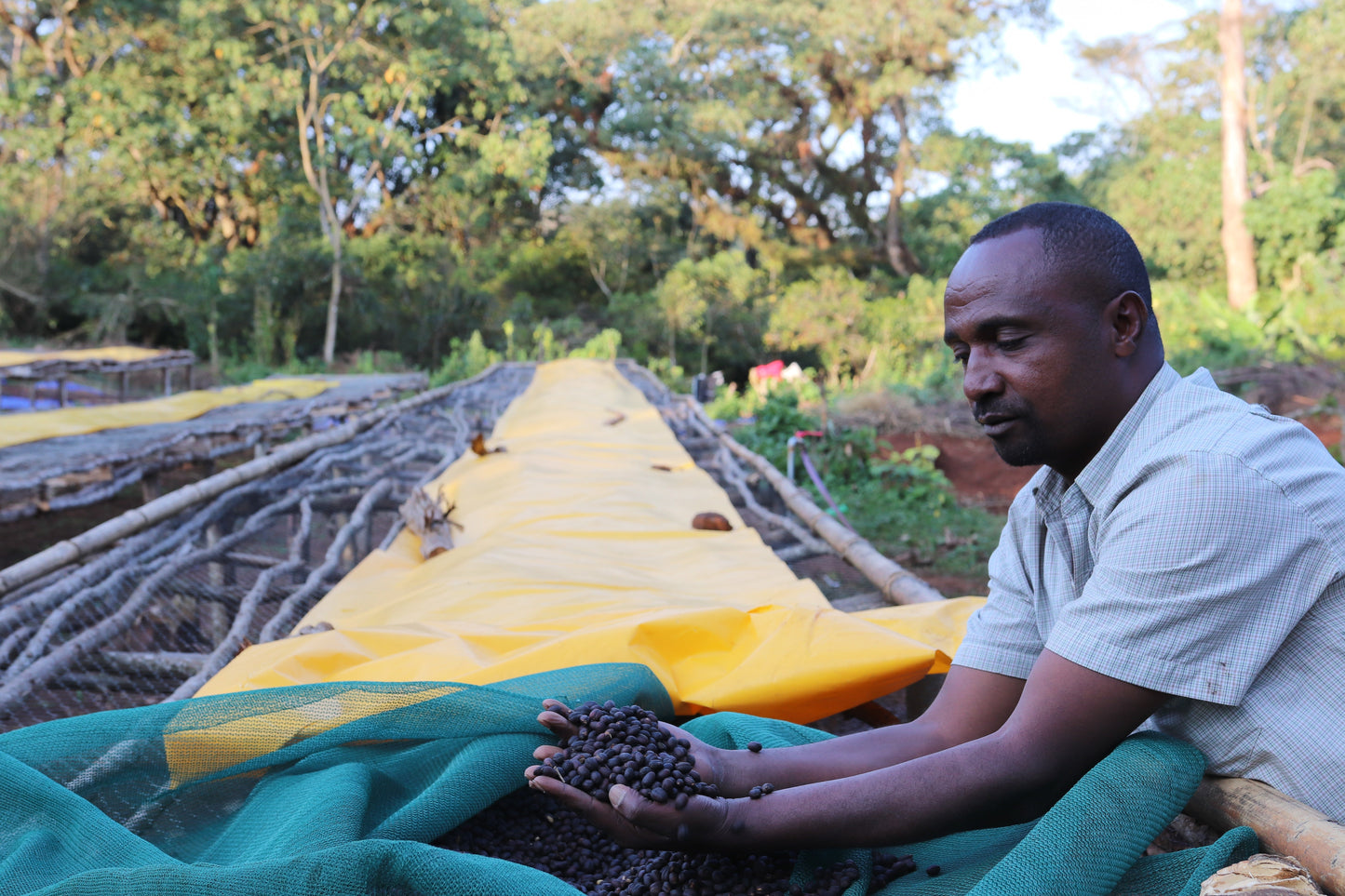 Cafes Muda - Tropikawa Ethiopian Washed Coffee