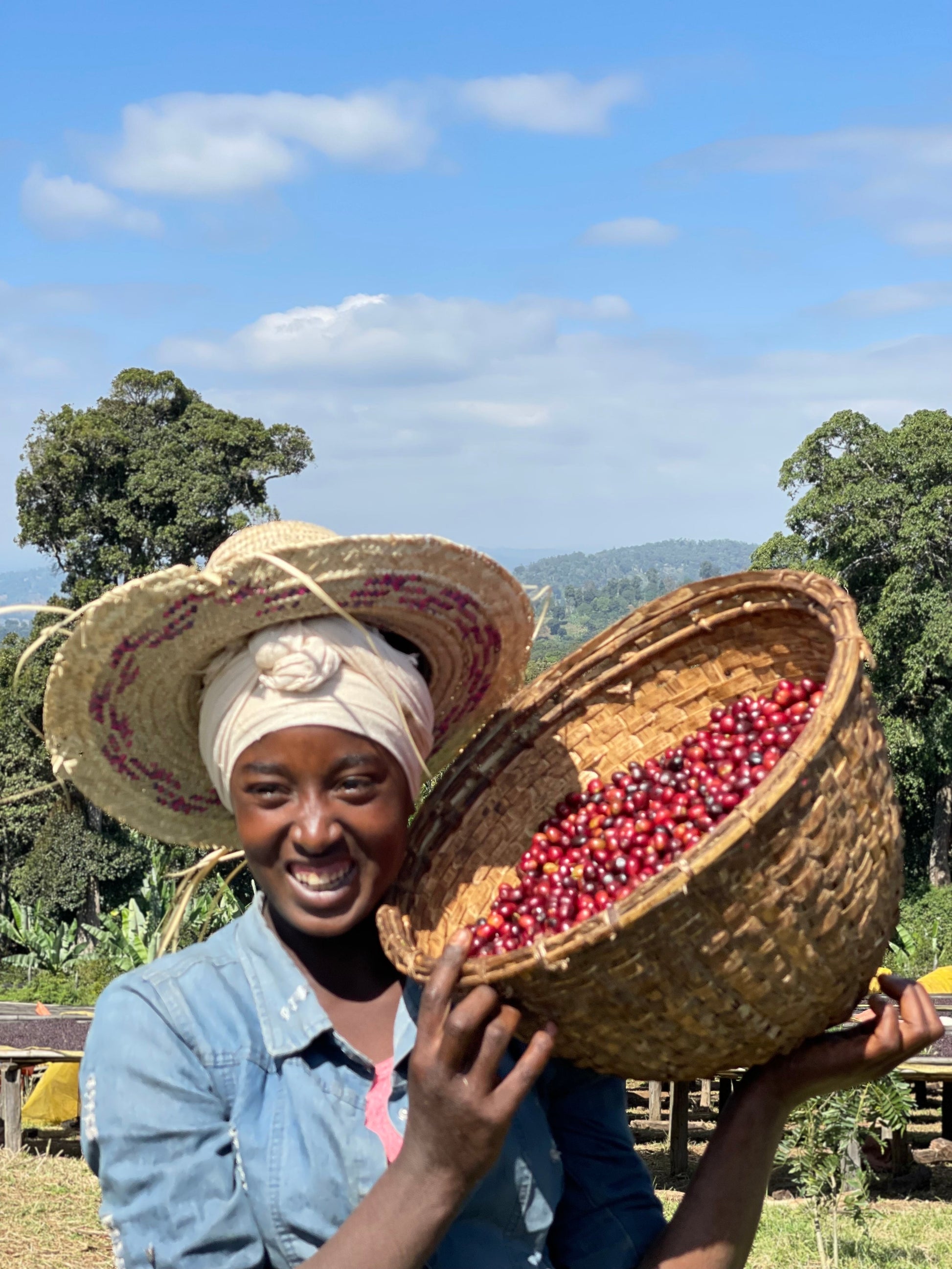 Cafes Muda - Okoluu Ethiopia Specialty Coffee Picking