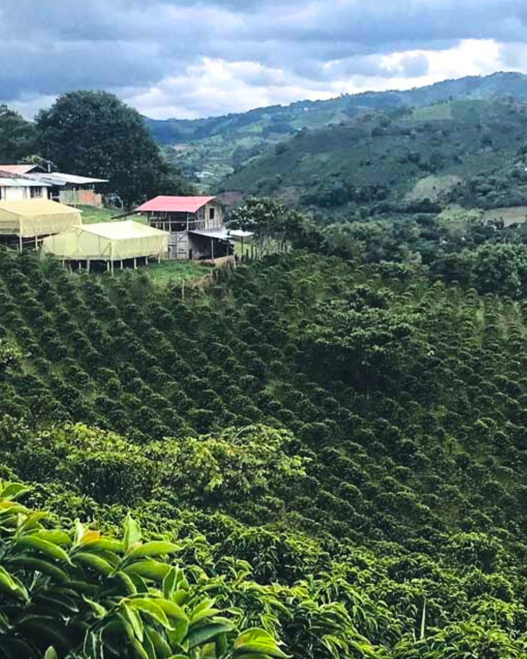 decaf caldas decaffeinated coffee, sugarcane decaf, natural decaffeinated coffee, café deca naturel, natuurlijke decaf, specialty coffee