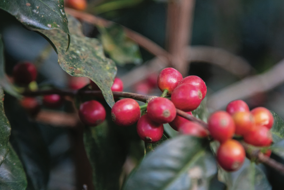 PER-001 | Finca Bella Vista - Peru