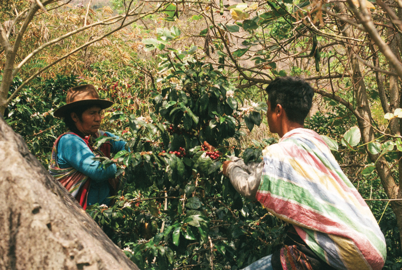 Parcel - PER-003 Hugo Pareja Filter Coffee Peru