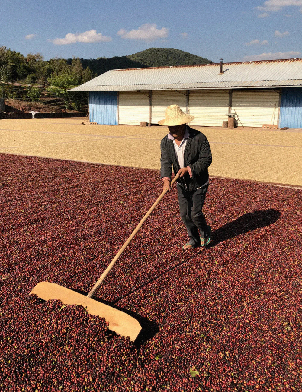 KB Coffee Roasters - Fuyan Espresso Coffee China Coffee Cherries