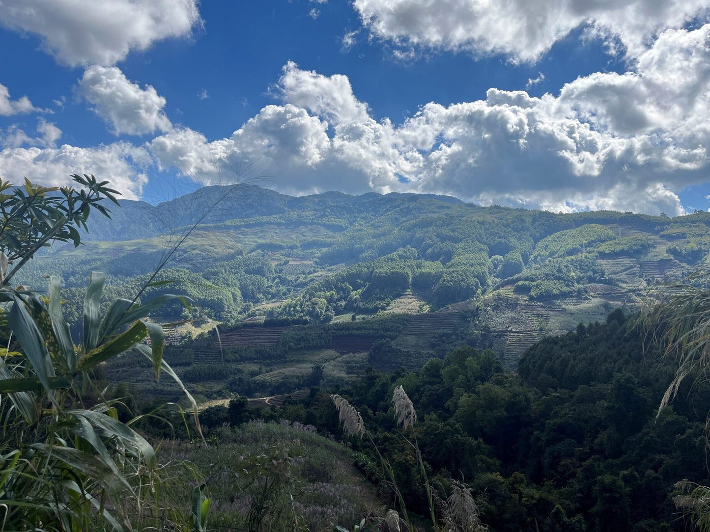 KB Coffee Roasters - Fuyan Espresso Coffee China Farm