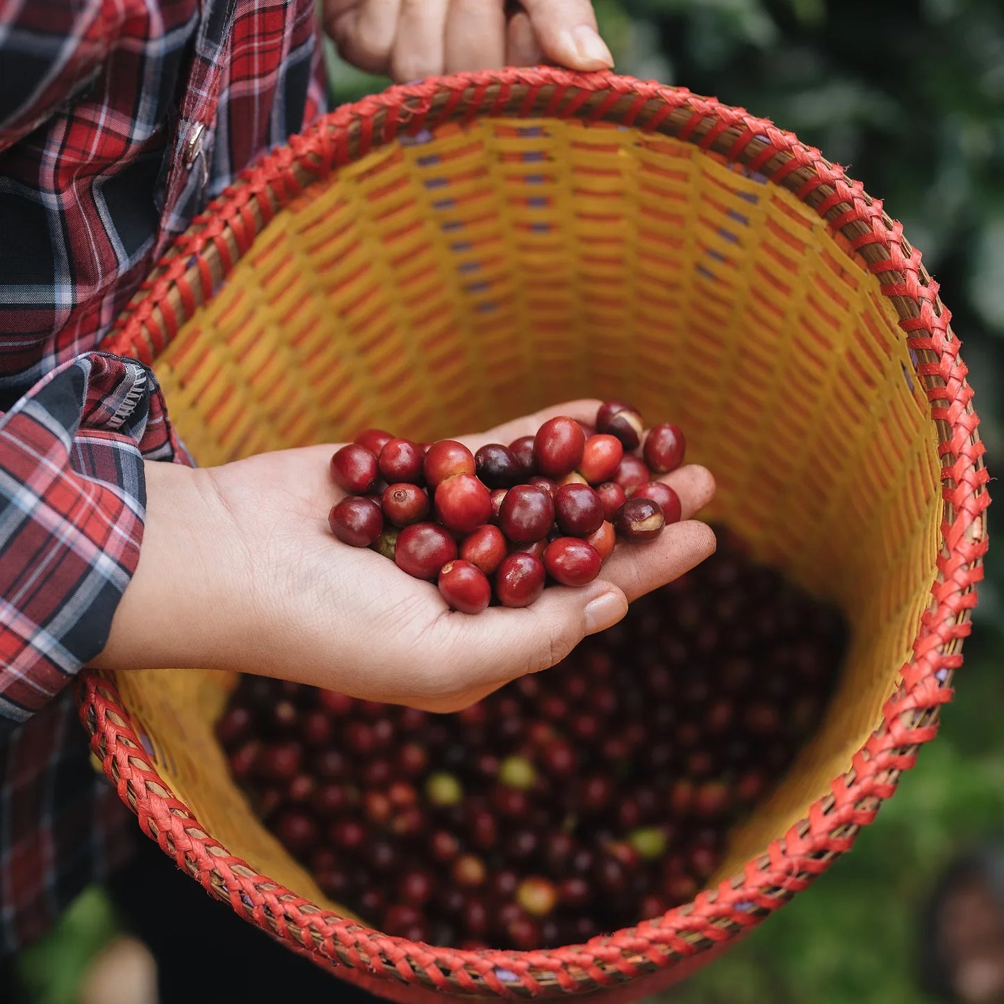 KB Coffee Roasters - Fuyan Espresso Coffee China Coffee Cherries
