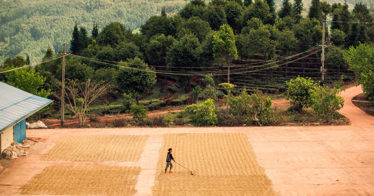 KB Coffee Roasters - Fuyan Espresso Coffee China Drying