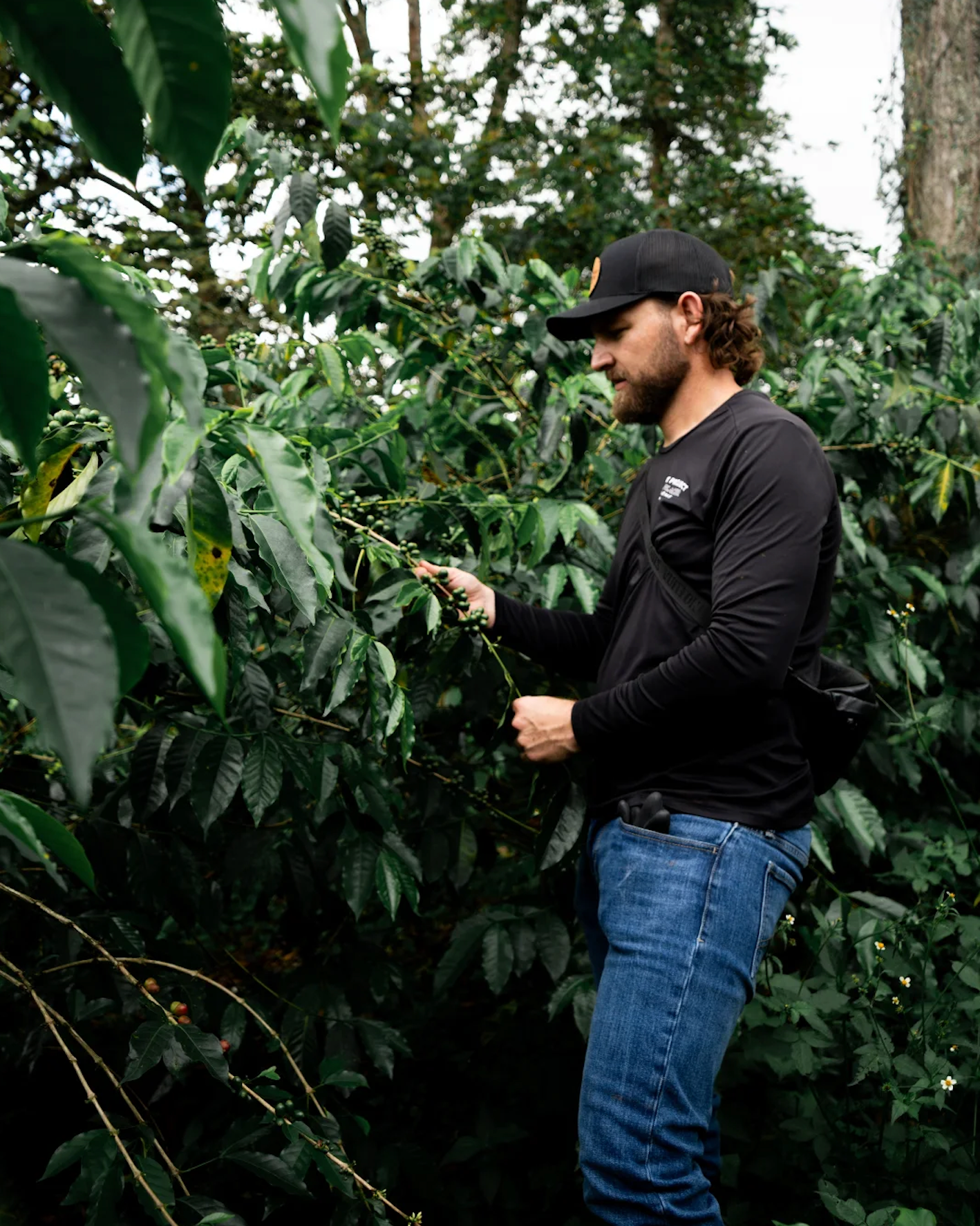 KB Coffee Roasters - El Placer Gesha Filter Coffee Colombia Coffee Tree