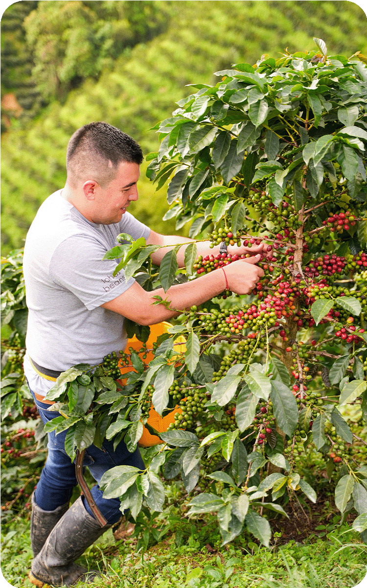 KB Coffee Roasters - Las Flores Filter Coffee Colombia Producer