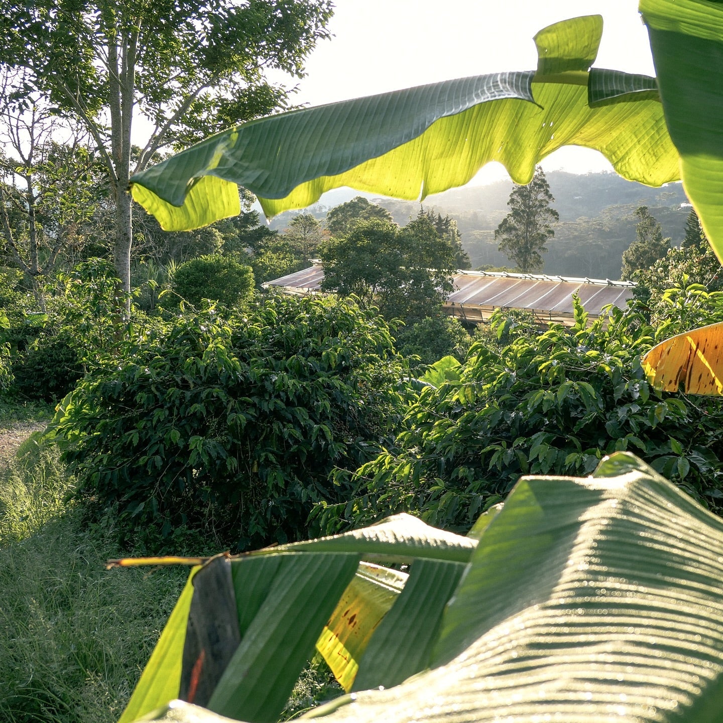 KB Coffee Roasters - El Origen Espresso Coffee Colombia Farm