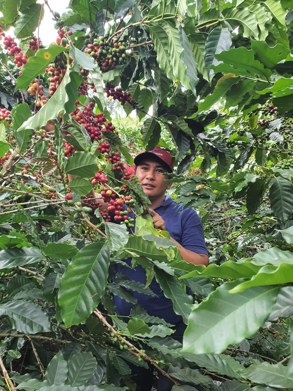 KB Coffee Roasters - Monteblanco Coco, Filter Coffee Colombia Farm