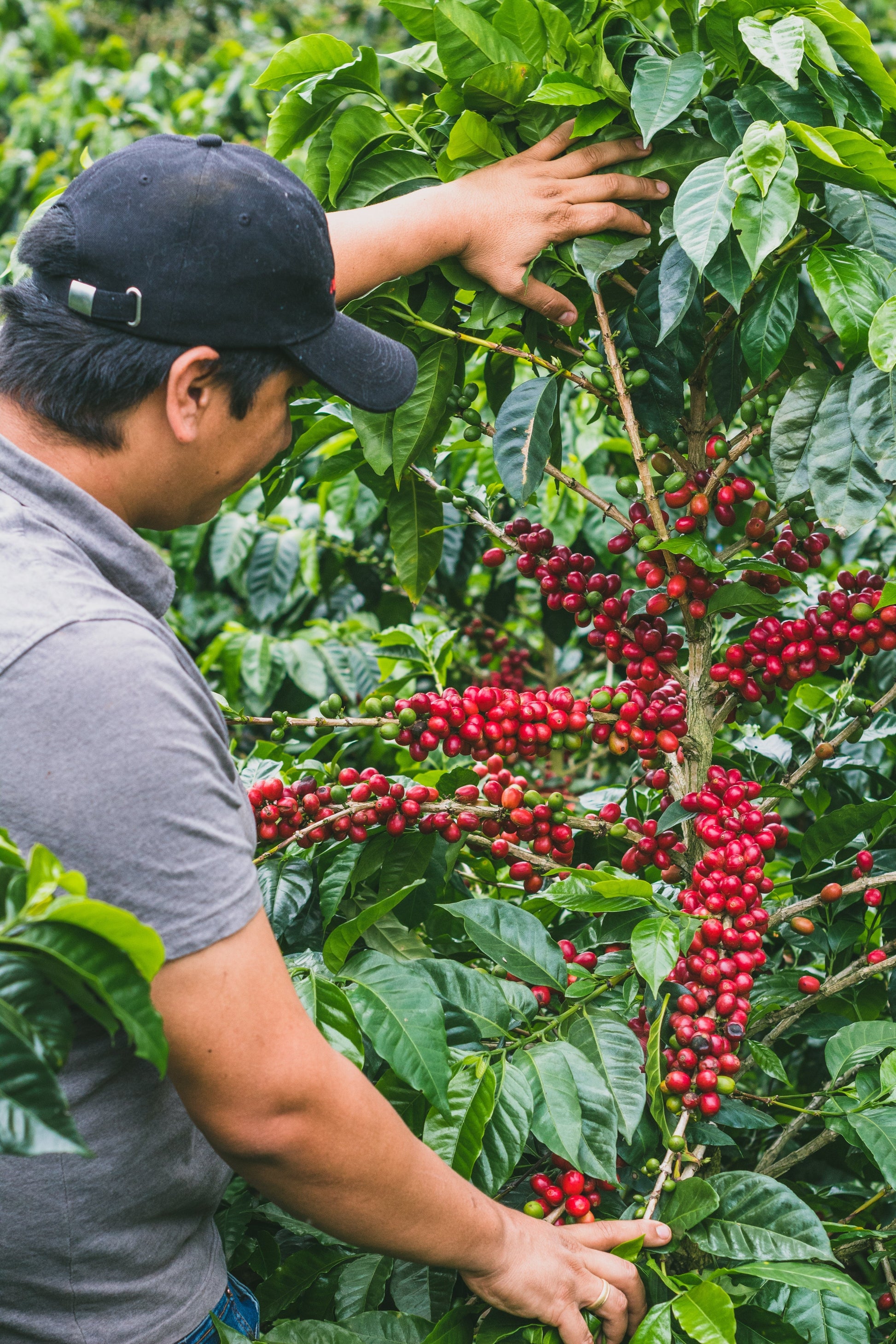 KB Coffee Roasters - Monteblanco Coco, Filter Coffee Colombia  Farm