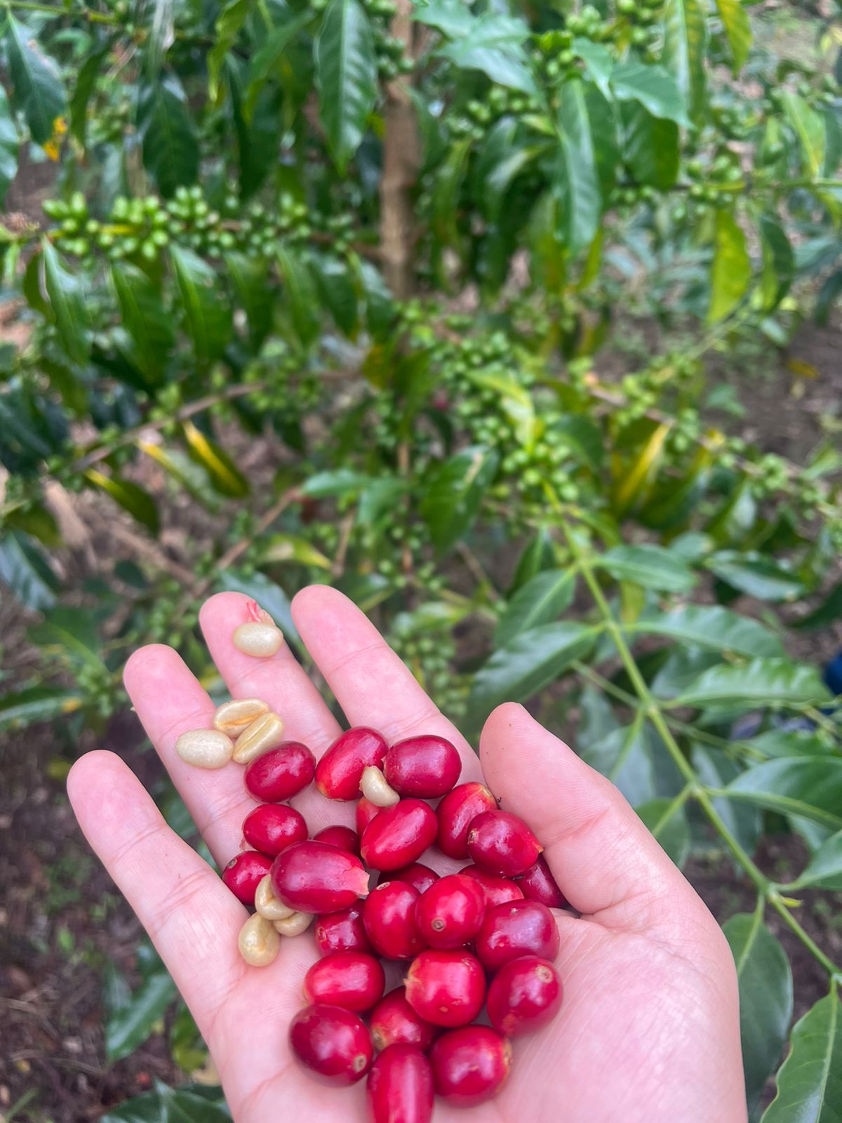 KB Coffee Roasters - El Diviso Sudan Rume Filter Coffee Colombia Coffee Cherries
