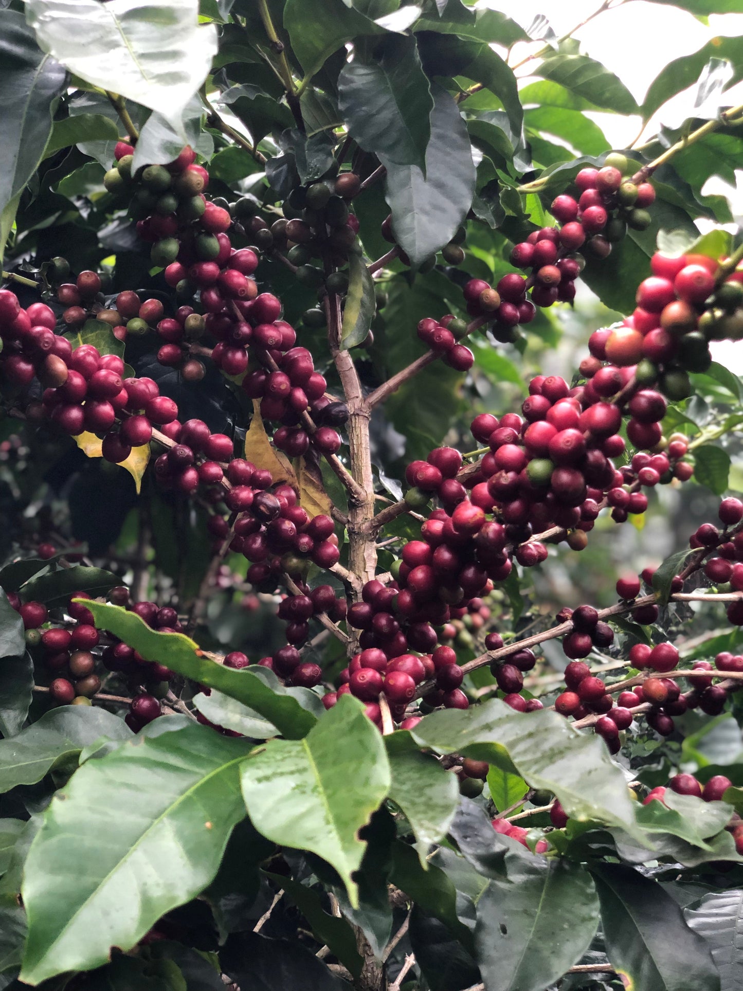 El Trapiche, Filter - Costa Rica
