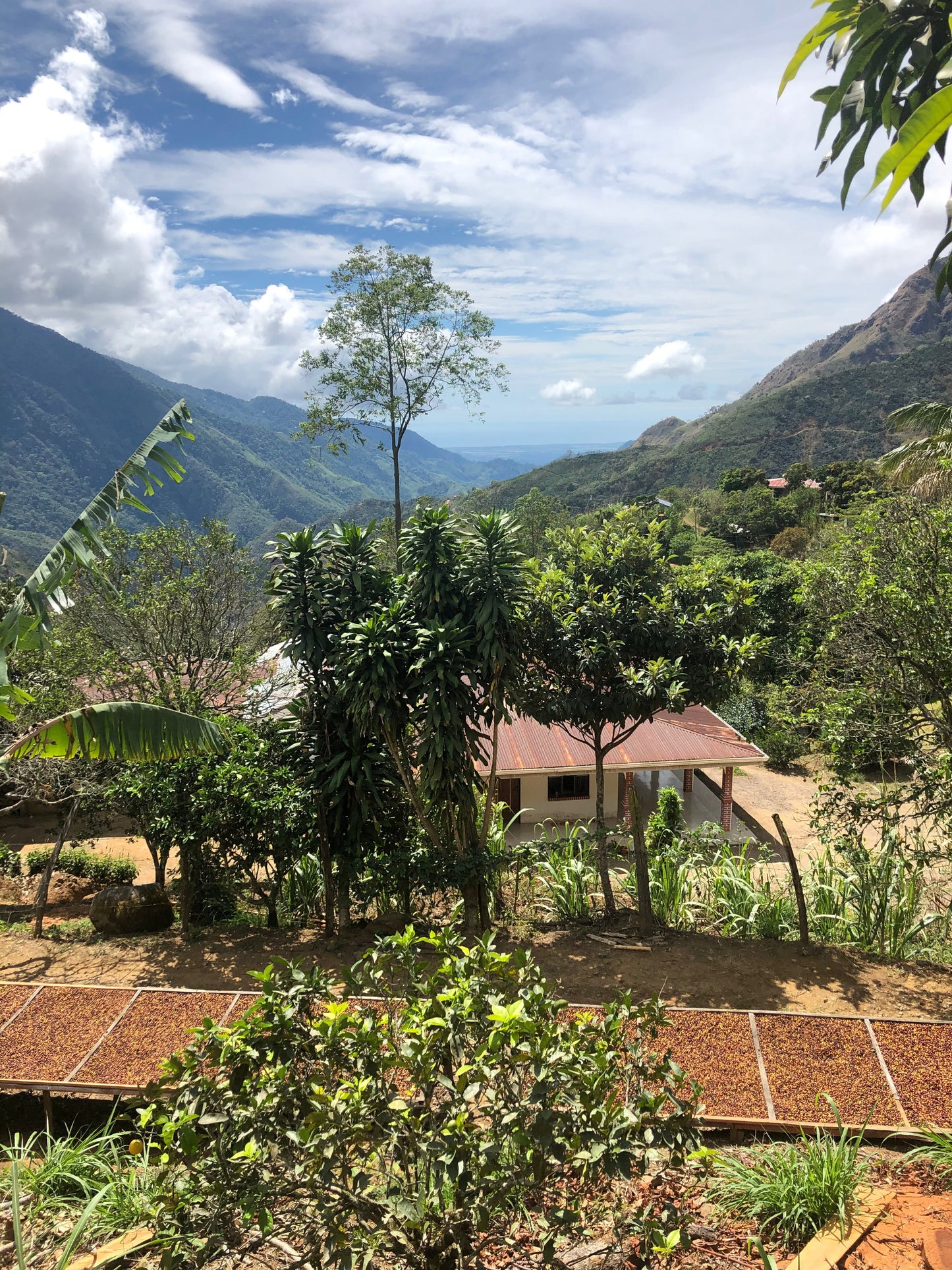 El Trapiche, Filter - Costa Rica