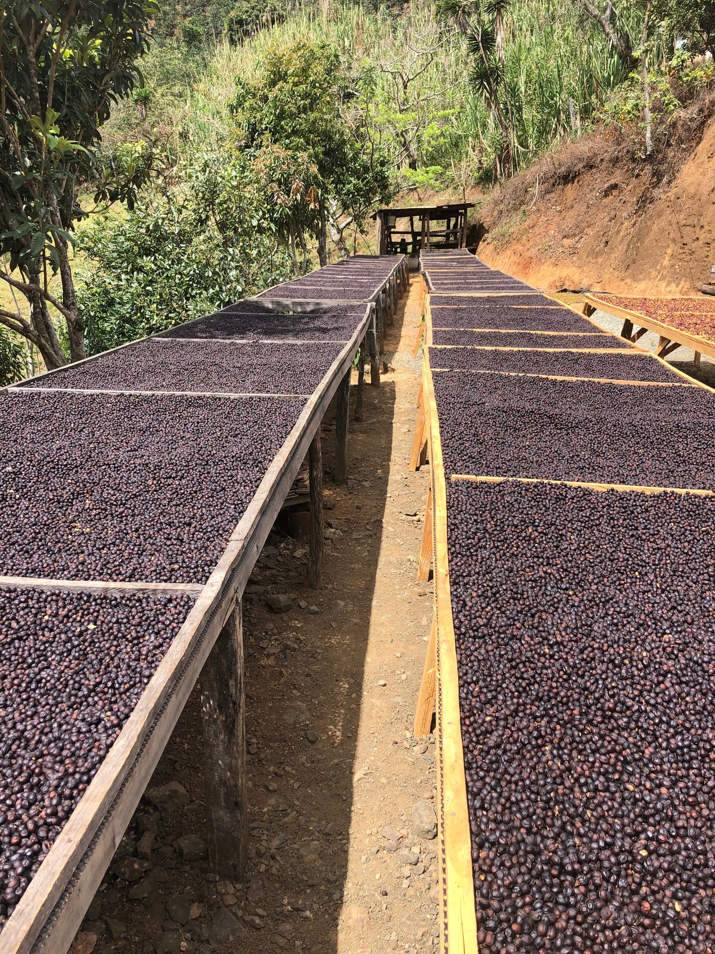 El Trapiche, Filter - Costa Rica