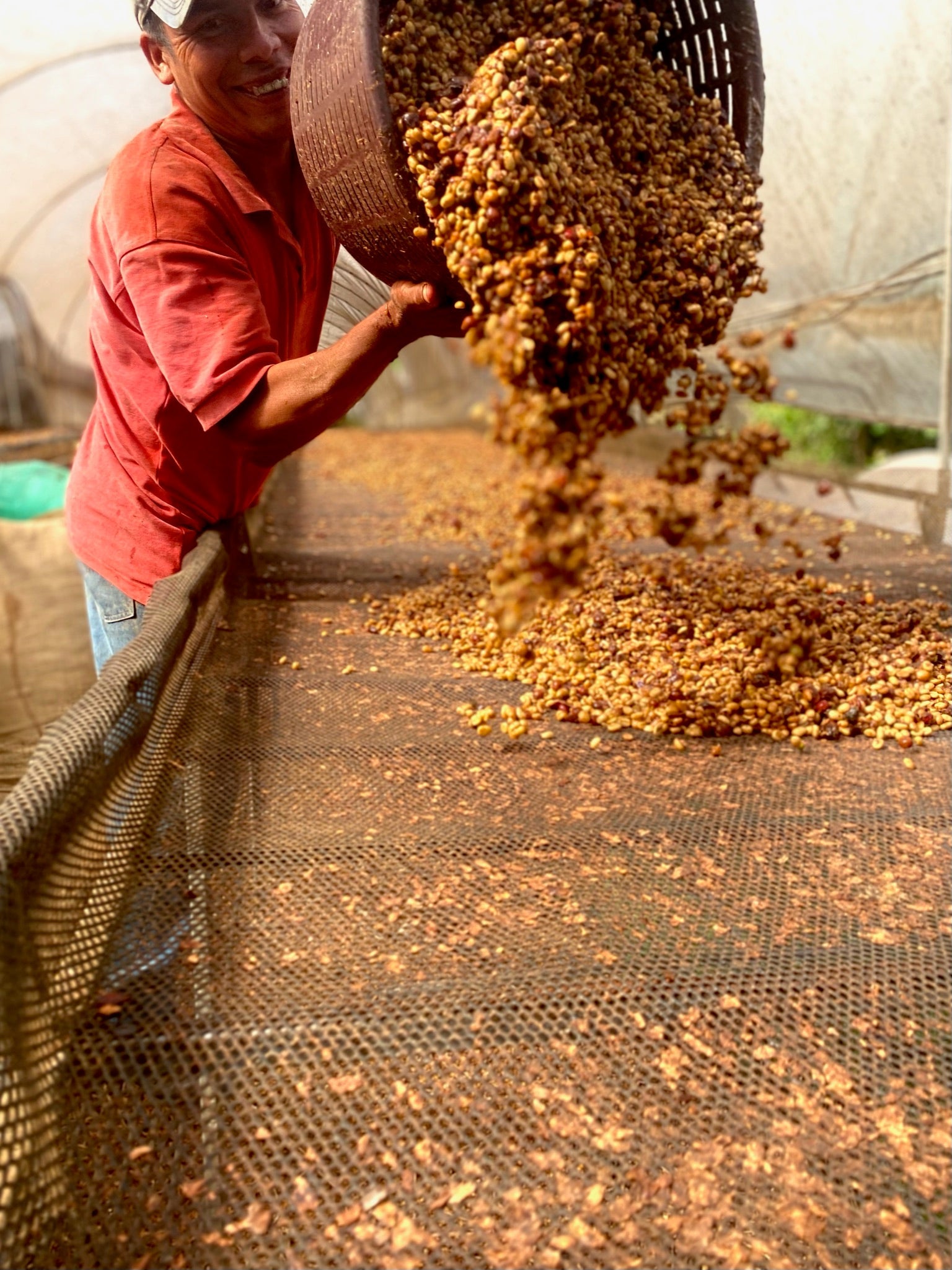 KB Coffee Roasters - La Guaca Filter Coffee Costa Rica Drying