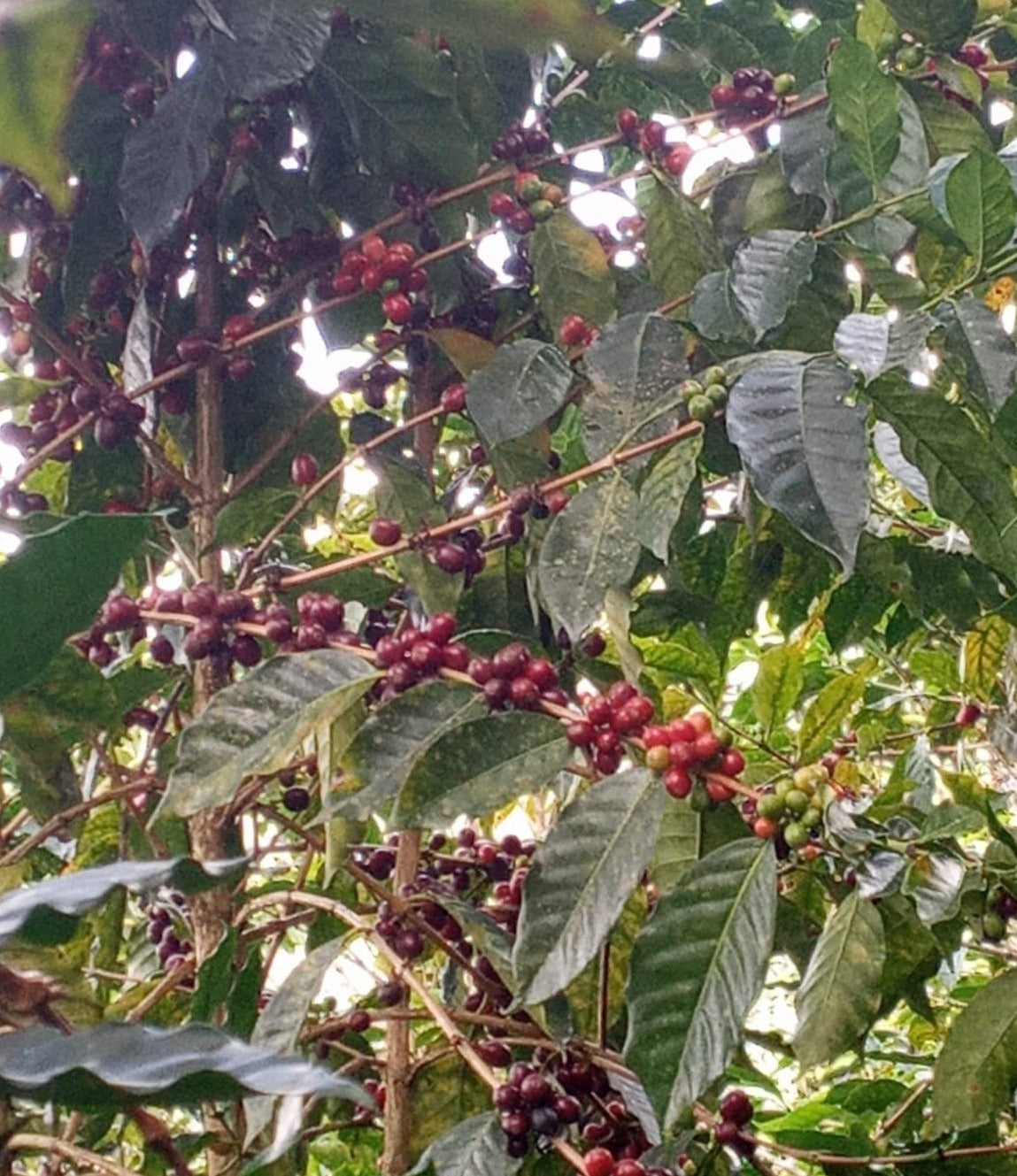 Cafes Muda - La Lucuma Washed Peru Filter Coffee