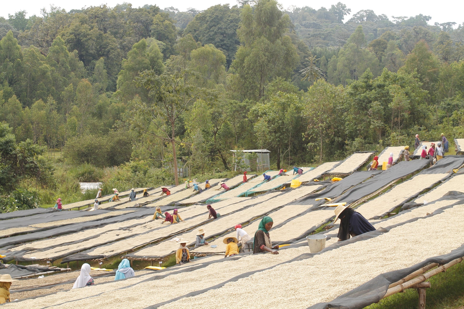 KB Coffee Roasters - Aricha Espresso Coffee Ethiopia Washing Station