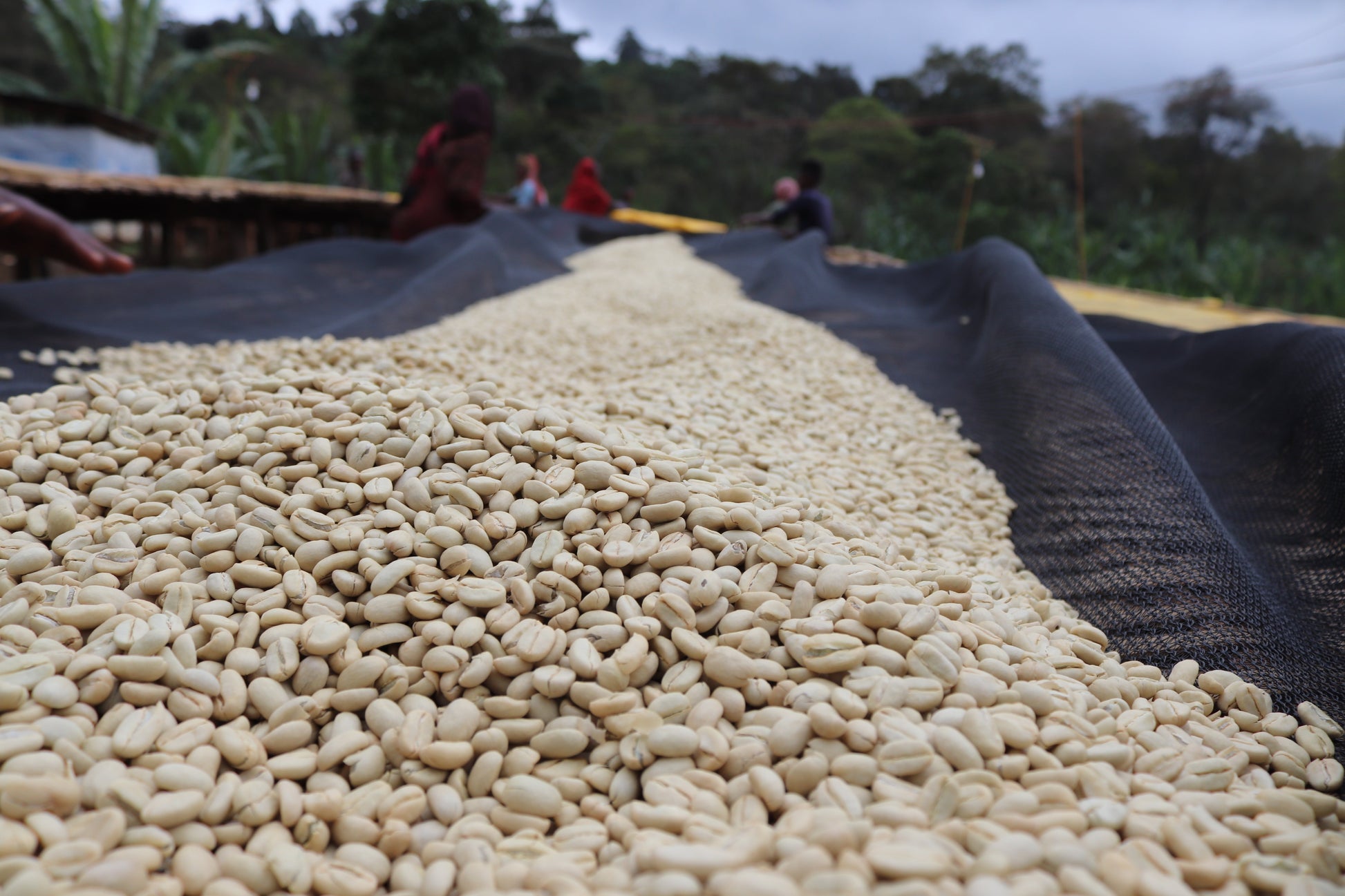 KB Coffee Roasters - Aricha Espresso Coffee Ethiopia