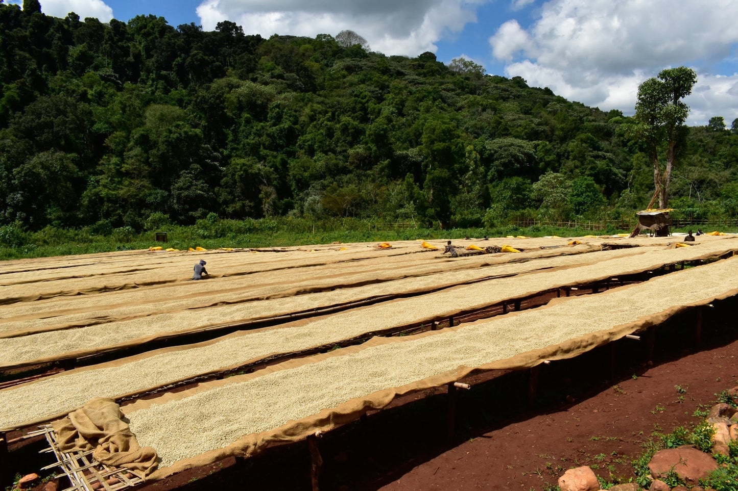 KB Coffee Roasters - Chelichele Filter Coffee Ethiopia Drying Beds