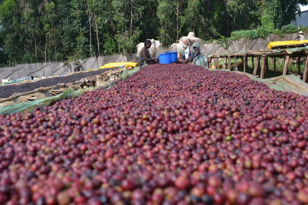 Parcel - ETH-012 Beloya Filter Coffee Ethiopia Drying