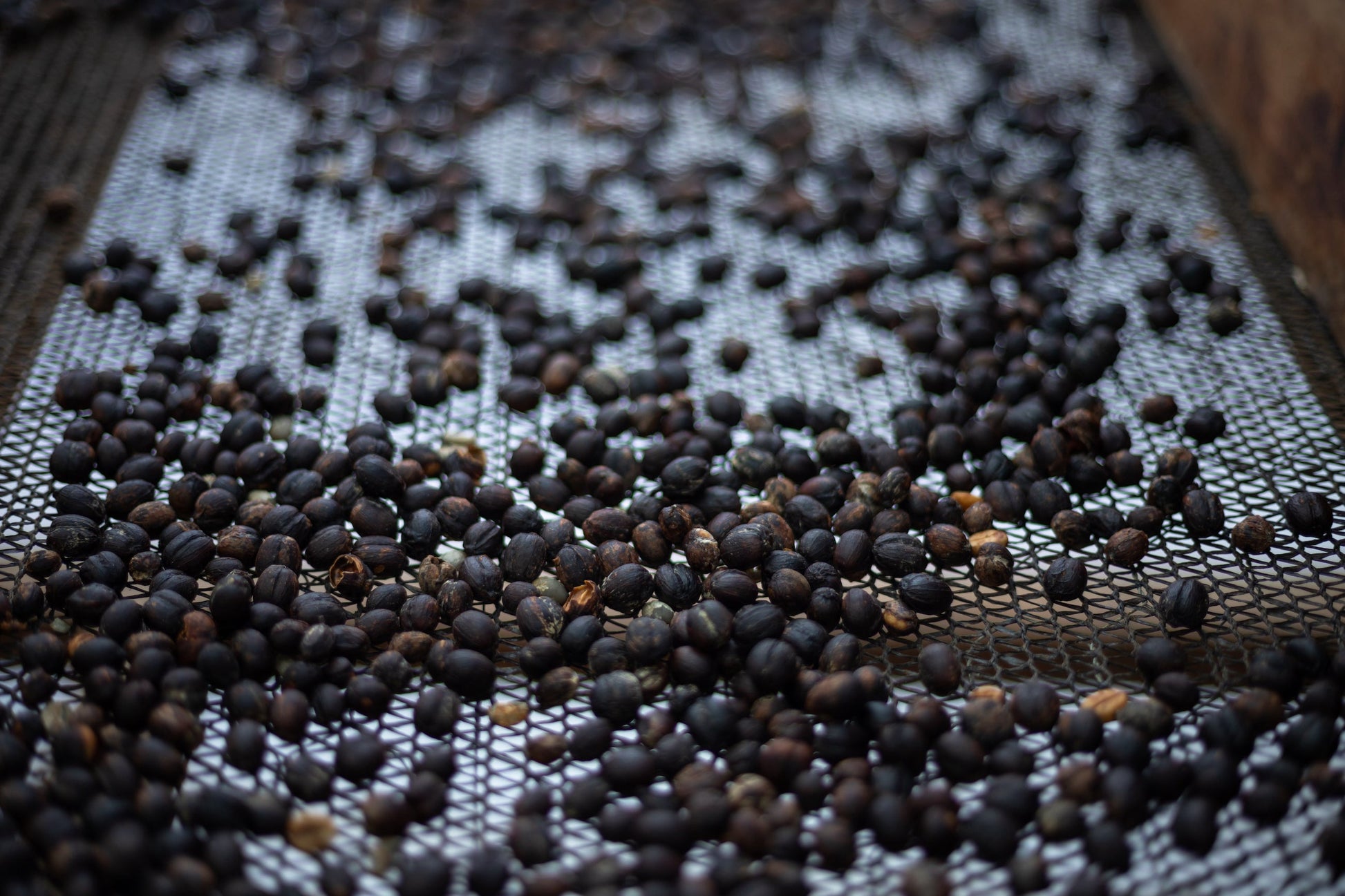 KB Coffee Roasters - El Panal Espresso Coffee, Guatemala Drying