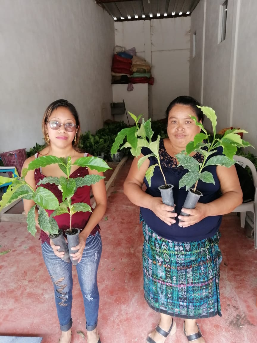 KB Coffee Roasters - El Panal Espresso Coffee, Guatemala Coffee Trees