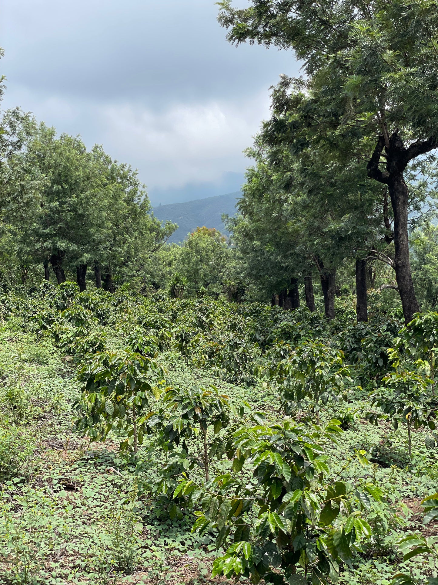KB Coffee Roasters - La Pampa, Espresso Coffee Guatemala Farm