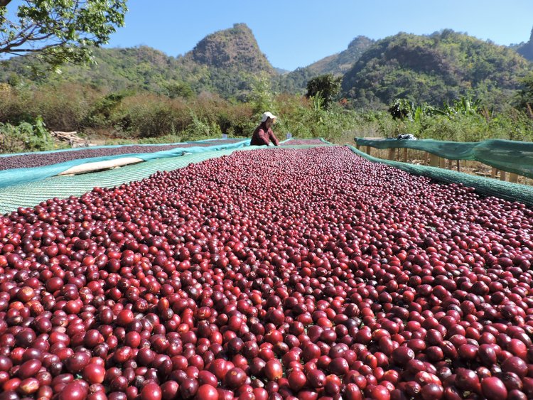 Cafes Muda Endless Summer Specialty Coffee Drying