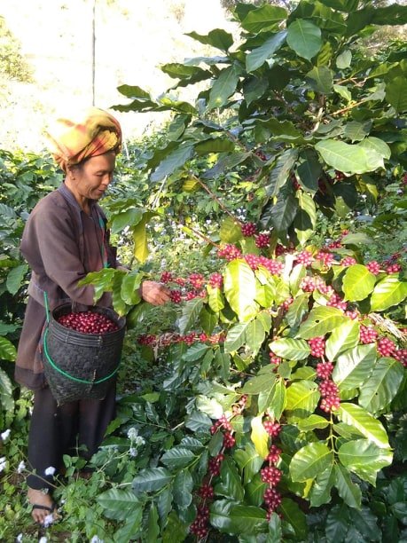 Cafes Muda Endless Summer Specialty Coffee Producer