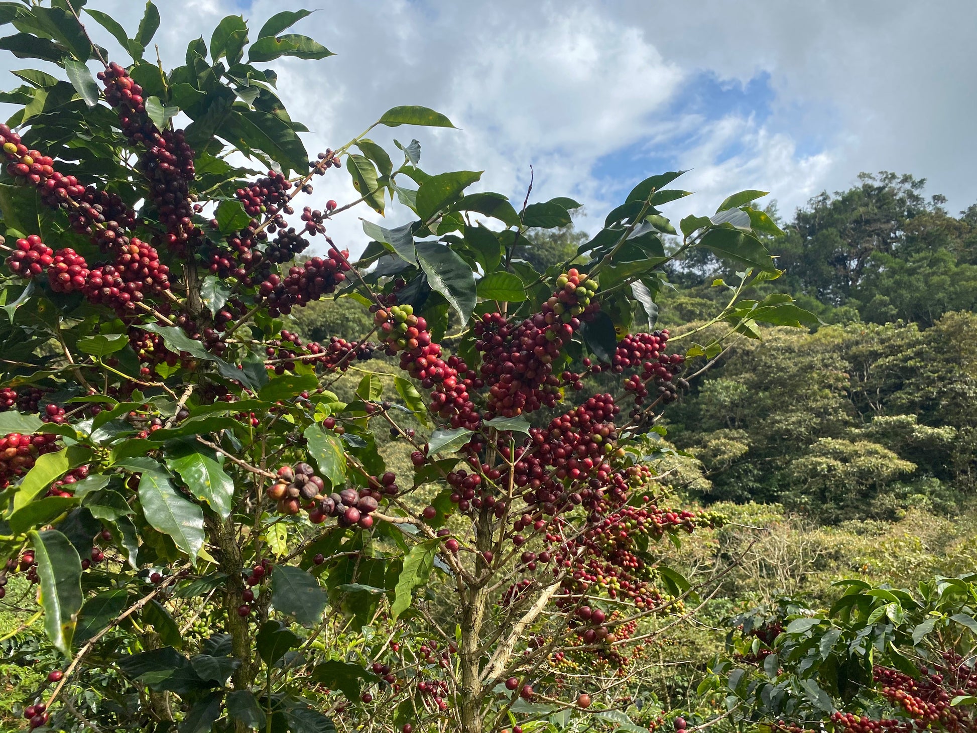Cafes Muda Mont Decaf Decaf Colombia Farm