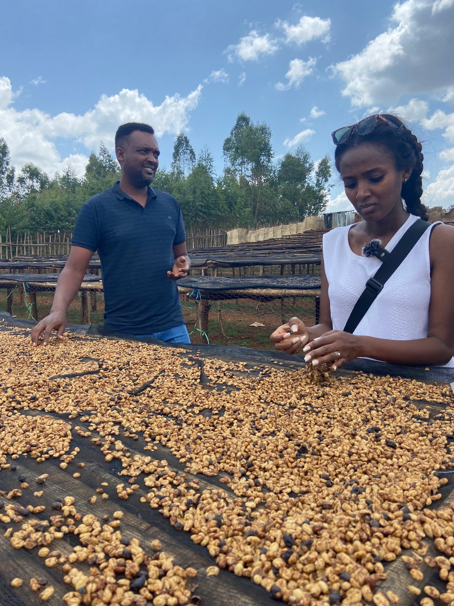 Cafes Muda Chelbesa Ethiopia Specialty Coffee Drying
