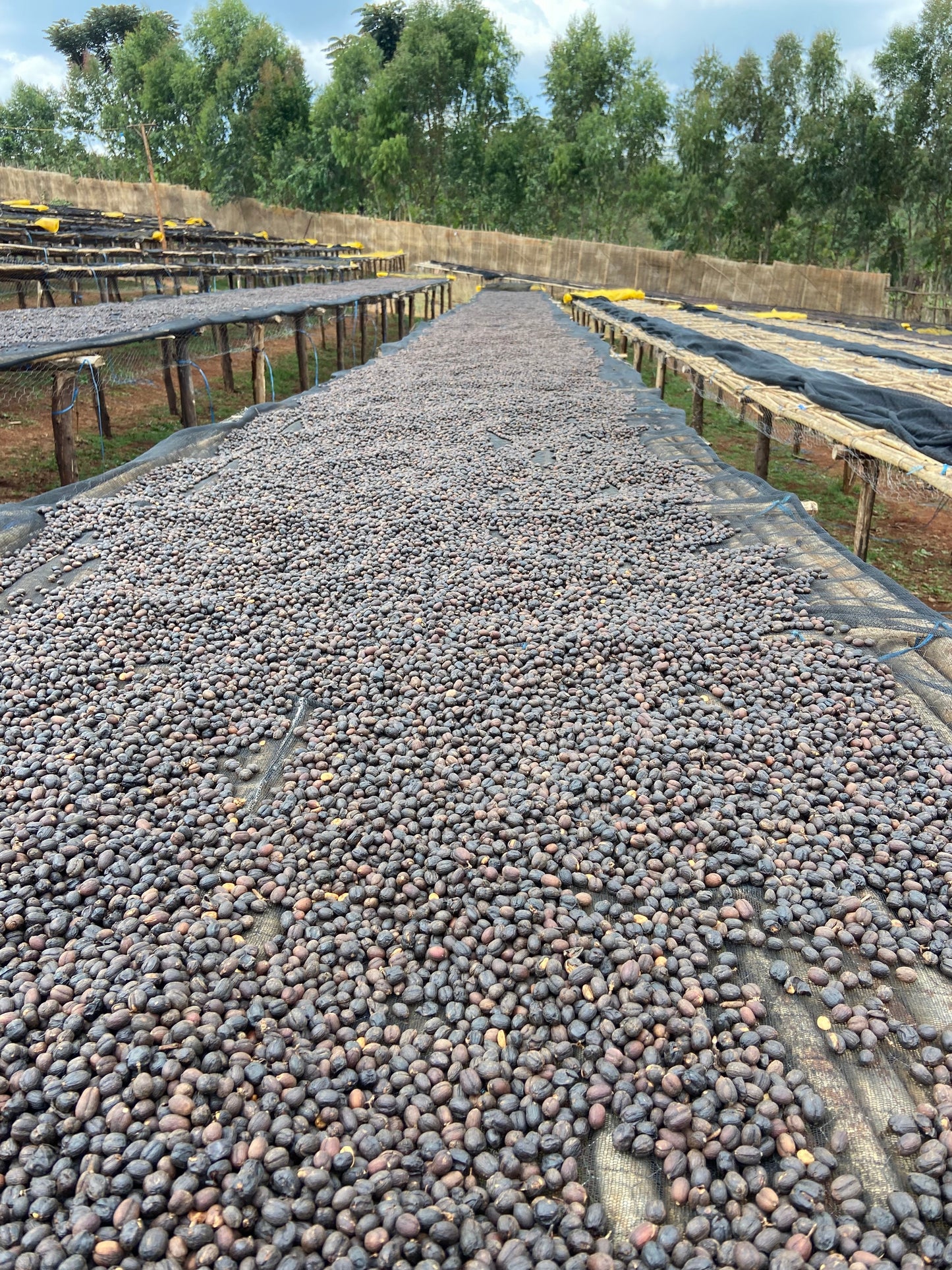Cafes Muda - Lalesa Omni Roasted Coffee Ethiopia Drying