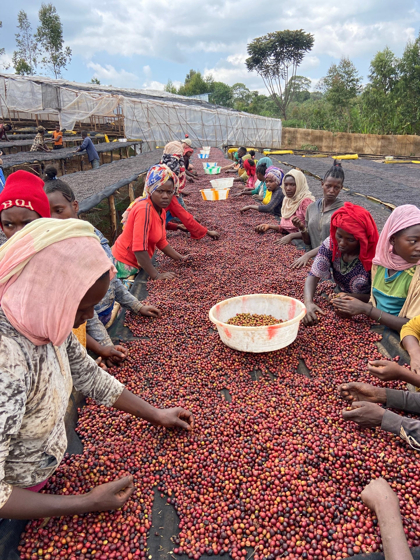 Cafes Muda - Lalesa Omni Roasted Coffee Ethiopia