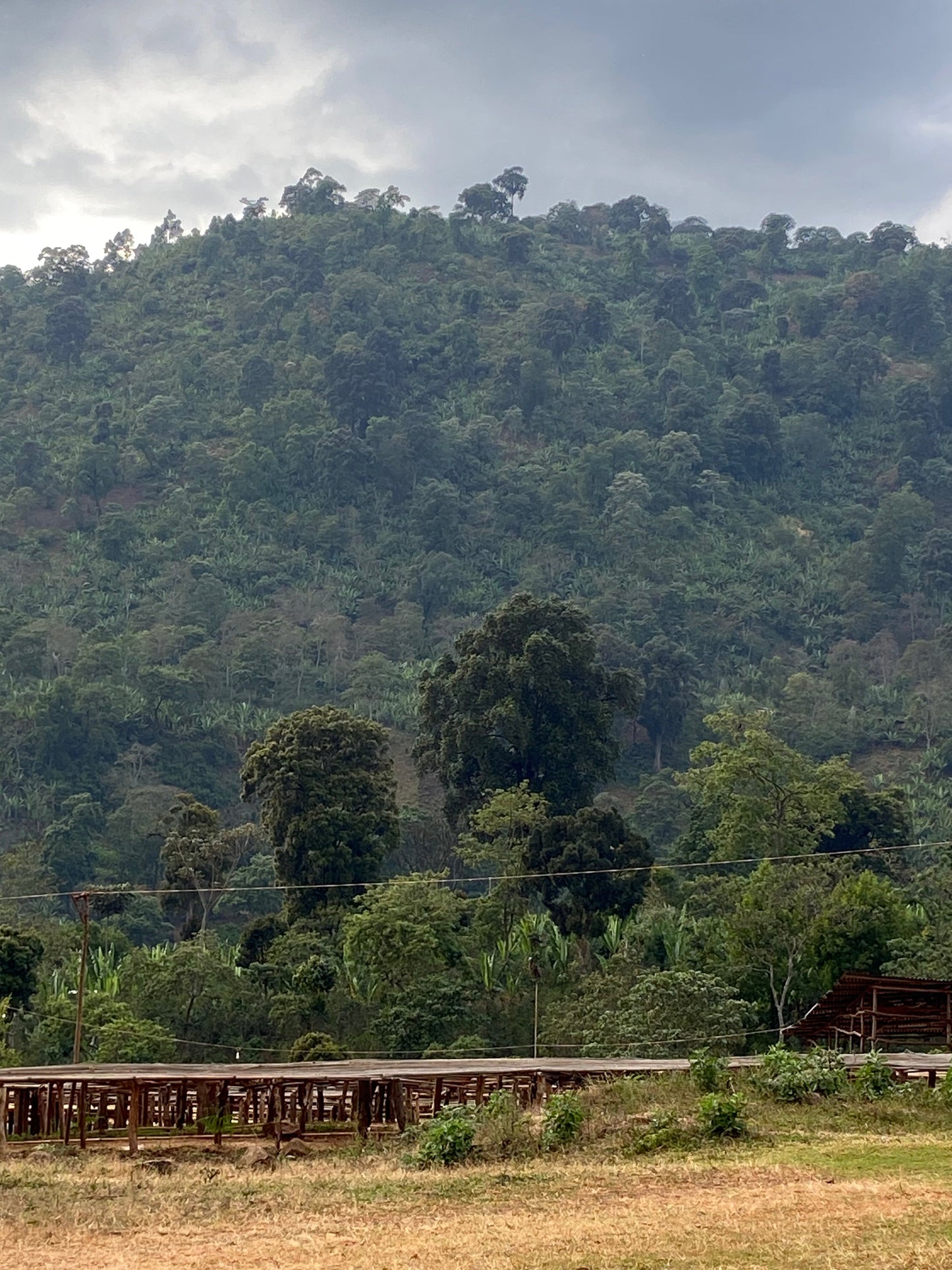Cafes Muda Chelbesa Ethiopia Specialty Coffee Farm