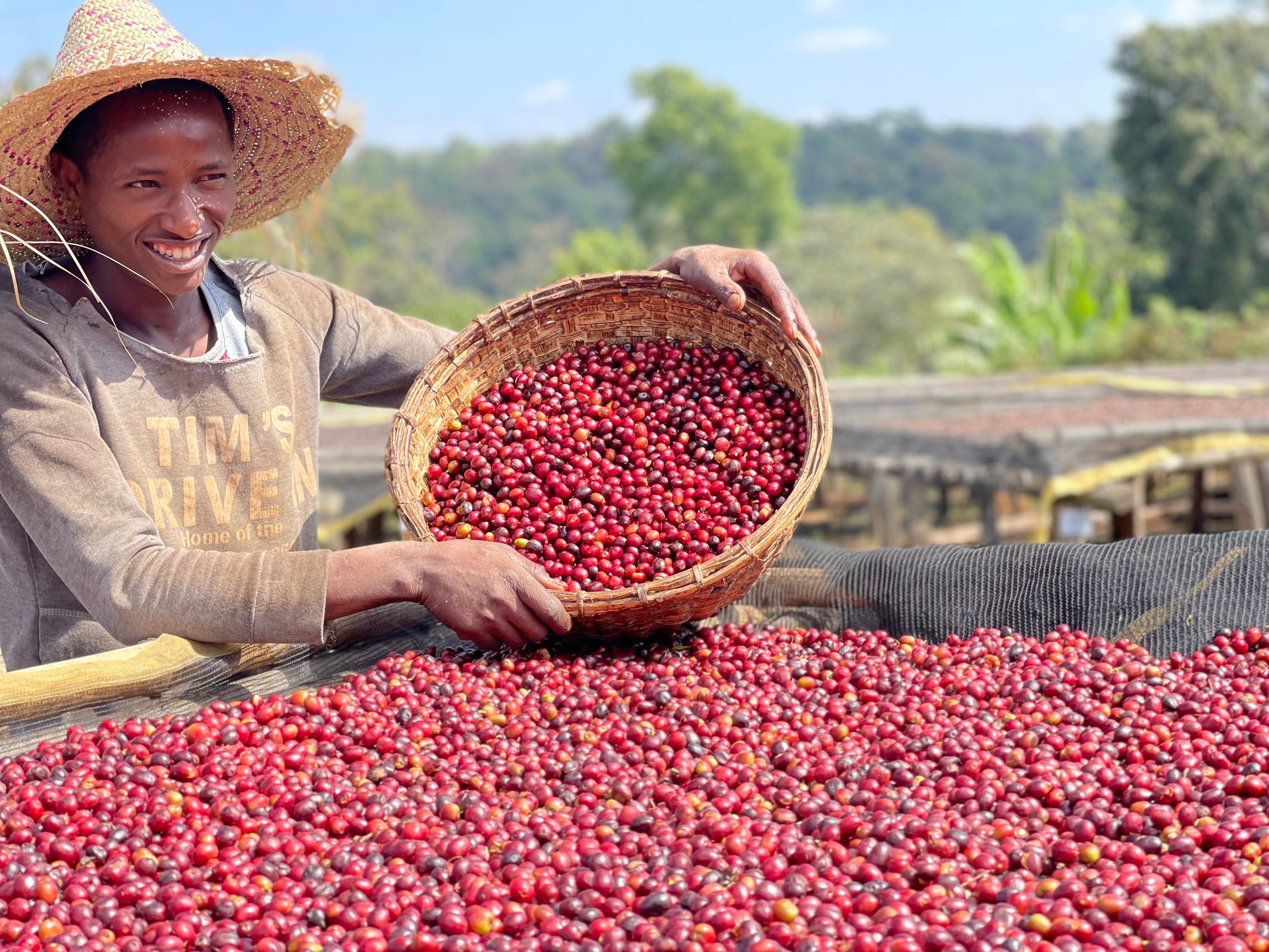 Cafes Muda - Okoluu Ethiopia Specialty Coffee