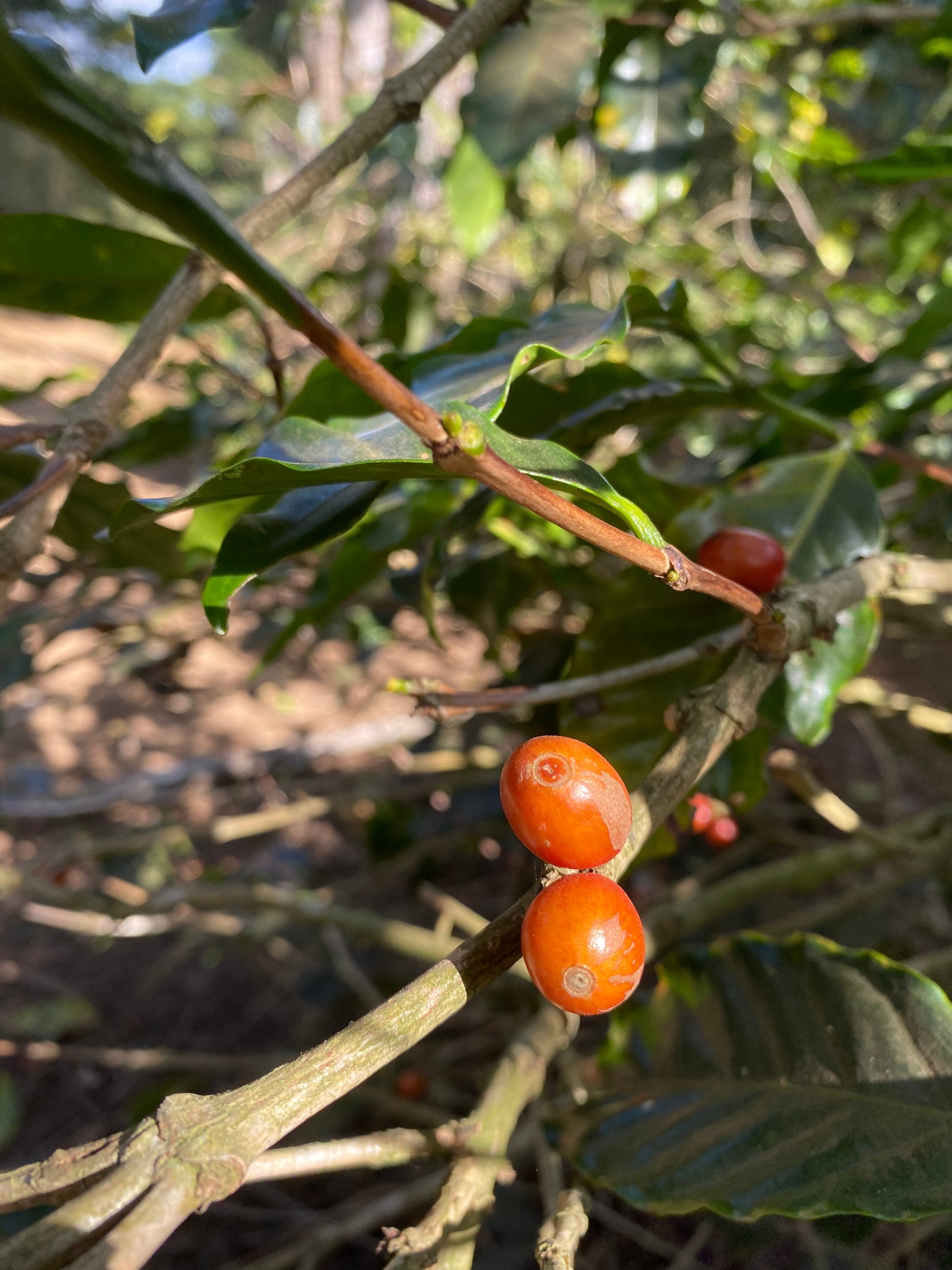 Cafes Muda El Gobiado El Salvador Specialty Coffee Cherries