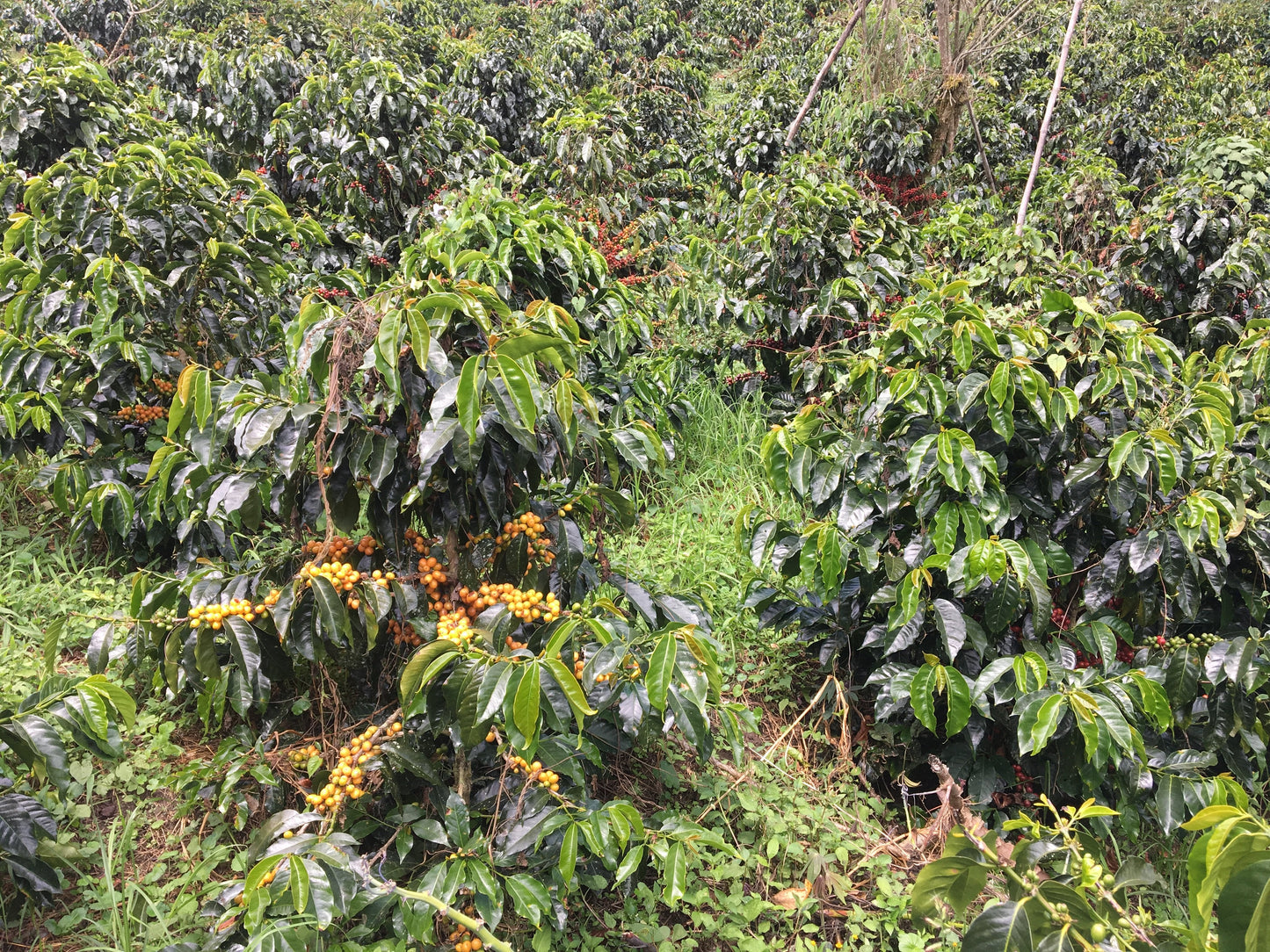 Cafes Muda - David Chilcon Espresso Coffee Peru Coffee Tree