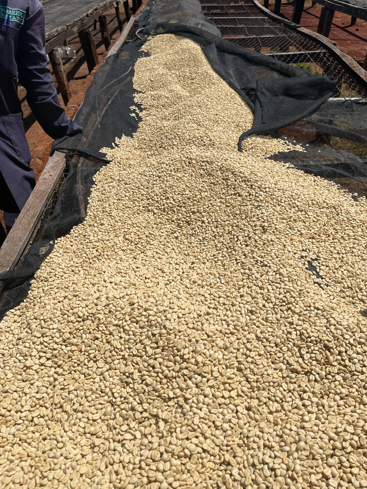 Parcel - KEN-004AB Kiriga Filter Coffee Kenya