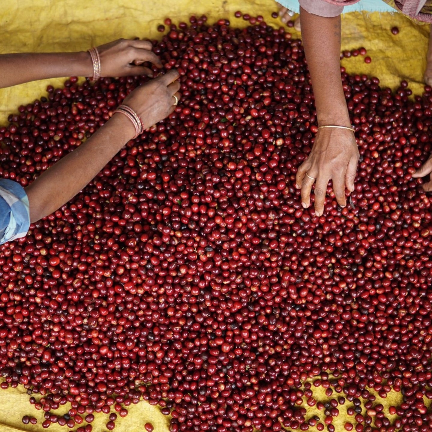 KB Coffee Roasters - Riverdale Espresso Coffee India